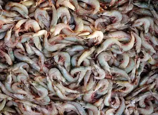 ചെ​ങ്ക​ട​ലി​ൽ ചെ​മ്മീ​ൻ മ​ത്സ്യ​ബ​ന്ധ​ന സീ​സ​ണി​ന്​ തു​ട​ക്കം