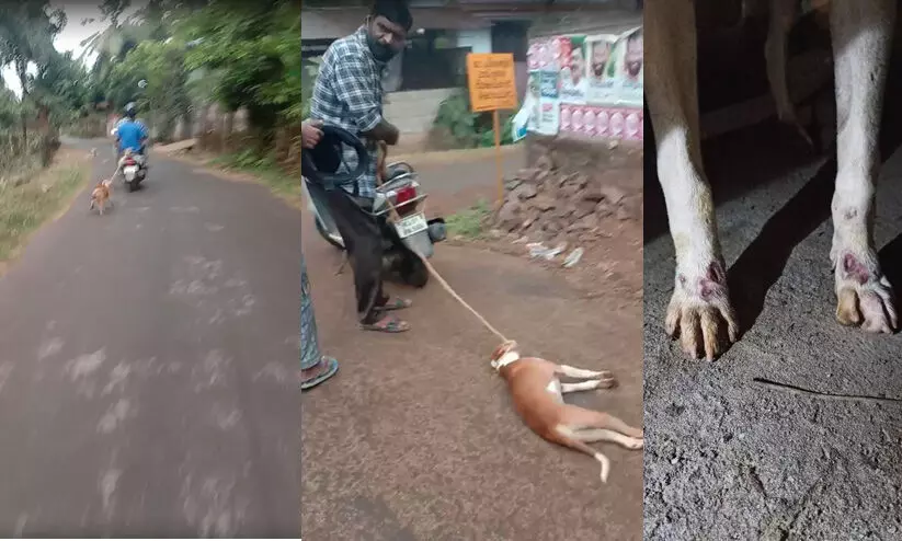 cruelty to animals