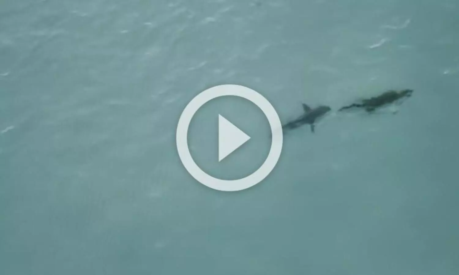 നീരാടാനിറങ്ങിയ മുതലയെ തുരത്തി ​സ്രാവ്​; വൈറലായി അപൂർവ ഡ്രോൺ വീഡിയോ