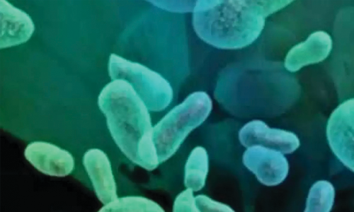 നൂ​ൽ​പ്പു​ഴ പ​ഞ്ചാ​യ​ത്ത് ഷി​ഗ​ല്ല ഭീ​തി​യി​ൽ