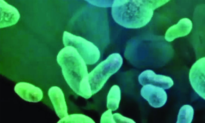 നൂ​ൽ​പ്പു​ഴ പ​ഞ്ചാ​യ​ത്ത് ഷി​ഗ​ല്ല ഭീ​തി​യി​ൽ