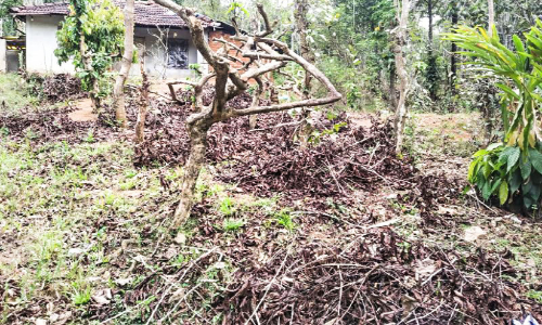 നട്ടെല്ലൊടിഞ്ഞ്​ കാപ്പി; കൃഷി ഉപേക്ഷിച്ച്​ കർഷകർ