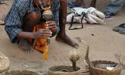 Snake Charmer