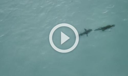 നീരാടാനിറങ്ങിയ മുതലയെ തുരത്തി ​സ്രാവ്​; വൈറലായി അപൂർവ ഡ്രോൺ വീഡിയോ