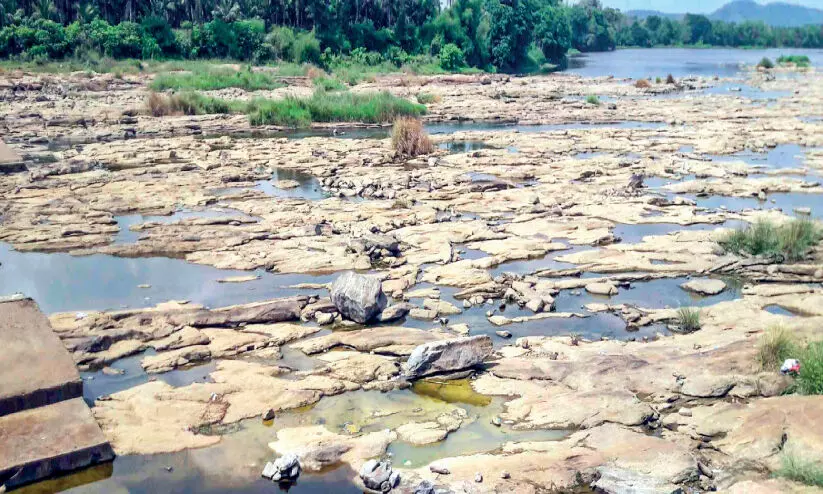 ഭാരതപ്പുഴ വരളുന്നു; ദുരിതത്തിലായി കർഷകർ ഭാരതപ്പുഴ വരളുന്നു; ദുരിതത്തിലായി കർഷകർ