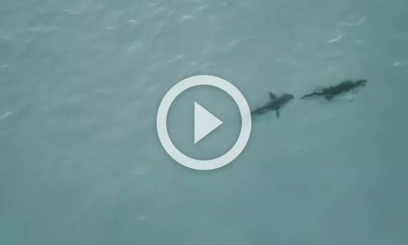 നീരാടാനിറങ്ങിയ മുതലയെ തുരത്തി സ്രാവ്; വൈറലായി അപൂർവ ഡ്രോൺ വീഡിയോ നീരാടാനിറങ്ങിയ മുതലയെ തുരത്തി സ്രാവ്; വൈറലായി അപൂർവ ഡ്രോൺ വീഡിയോ