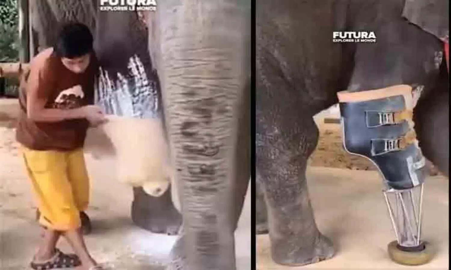 ഈ ആനയെ നമ്മൾ നടത്തിയെങ്കിൽ എന്തും സാധ്യം -കൃത്രിമകാലിൽ നടക്കുന്ന ആനയുടെ വിഡിയോ വൈറൽ