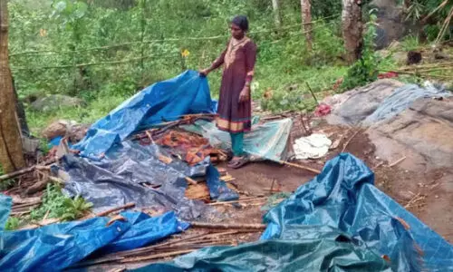 wild elephant attack-shelter collapsed