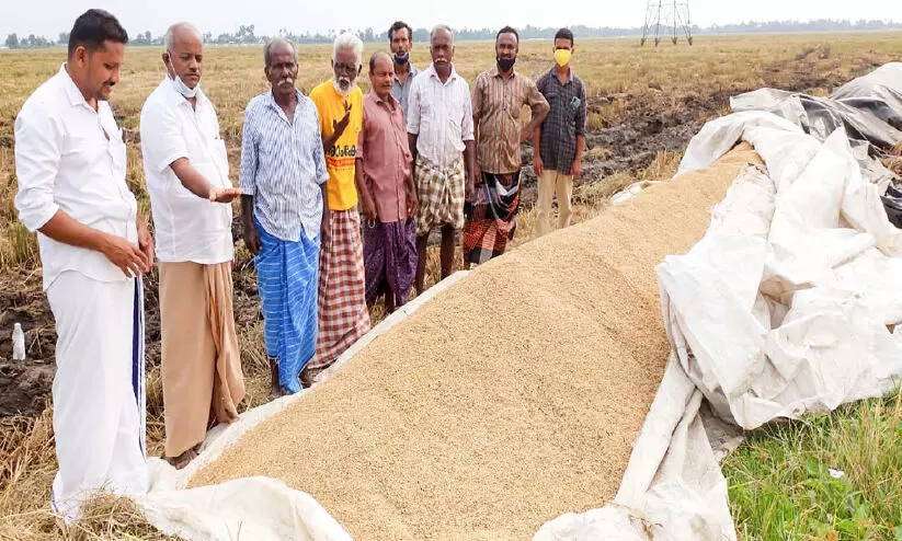 Paddy cultivation Paddy cultivation