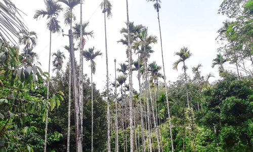 areca nut farming