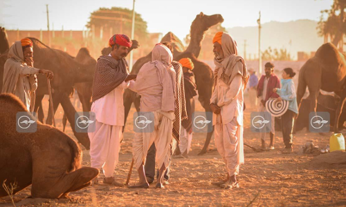 പുഷ്കർ മേളയിലെ ആ വെല്ലുവിളി
