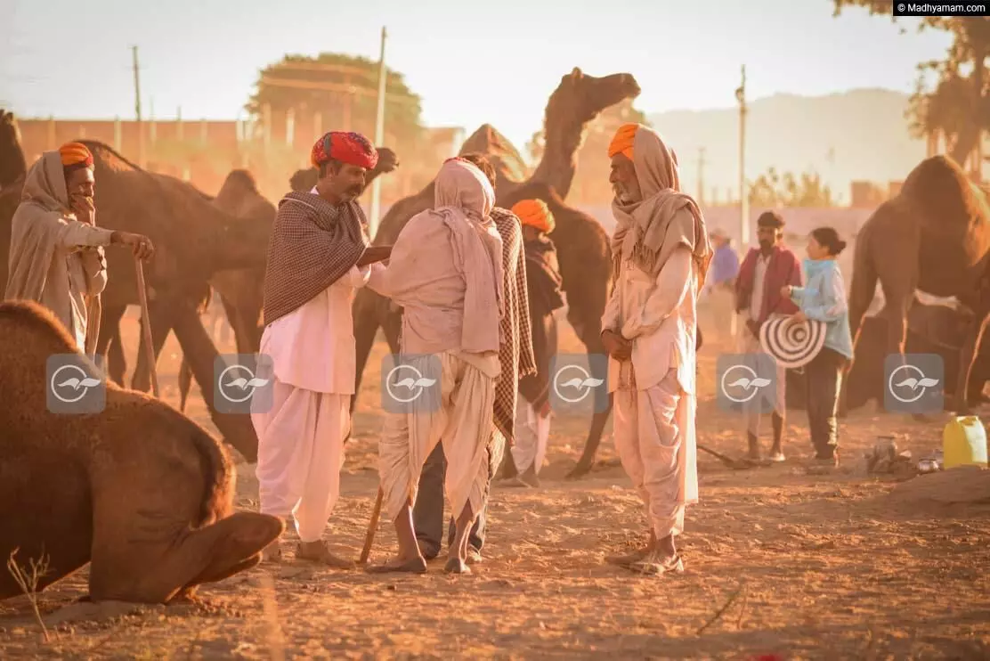 പുഷ്കർ മേളയിലെ ആ വെല്ലുവിളി പുഷ്കർ മേളയിലെ ആ വെല്ലുവിളി