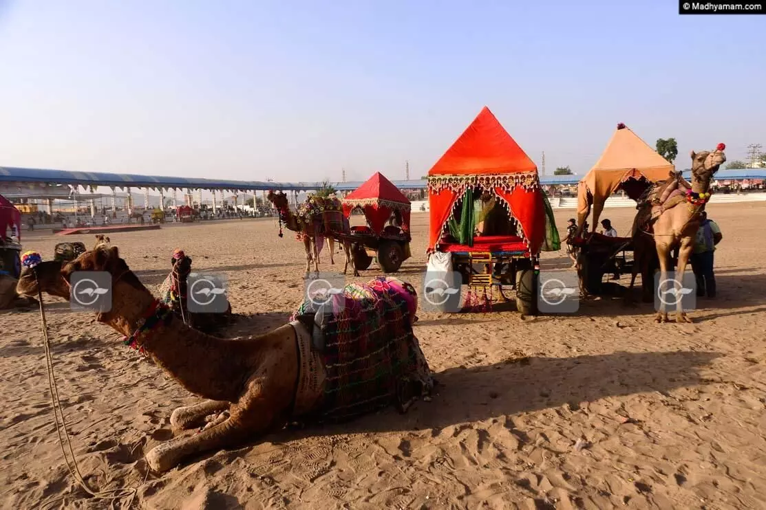 പുഷ്കർ മേളയിലെ ആ വെല്ലുവിളി പുഷ്കർ മേളയിലെ ആ വെല്ലുവിളി