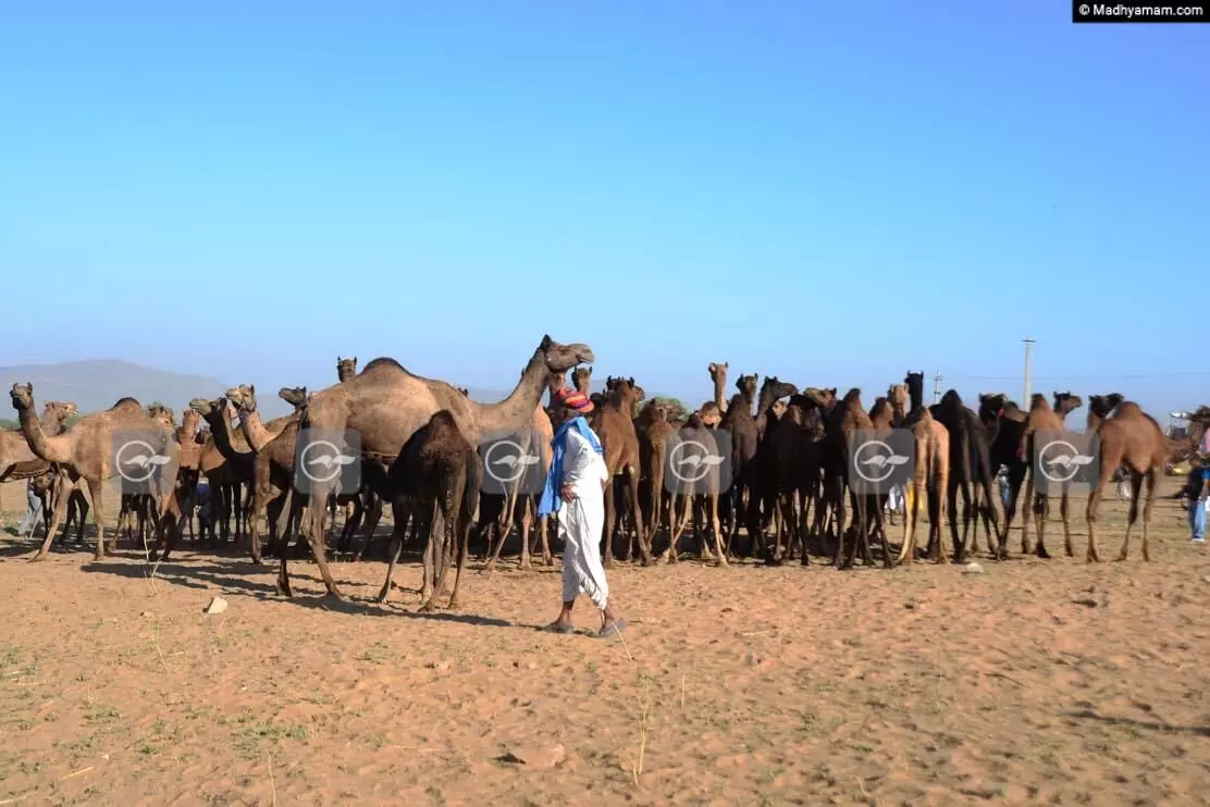 പുഷ്കർ മേളയിലെ ആ വെല്ലുവിളി പുഷ്കർ മേളയിലെ ആ വെല്ലുവിളി