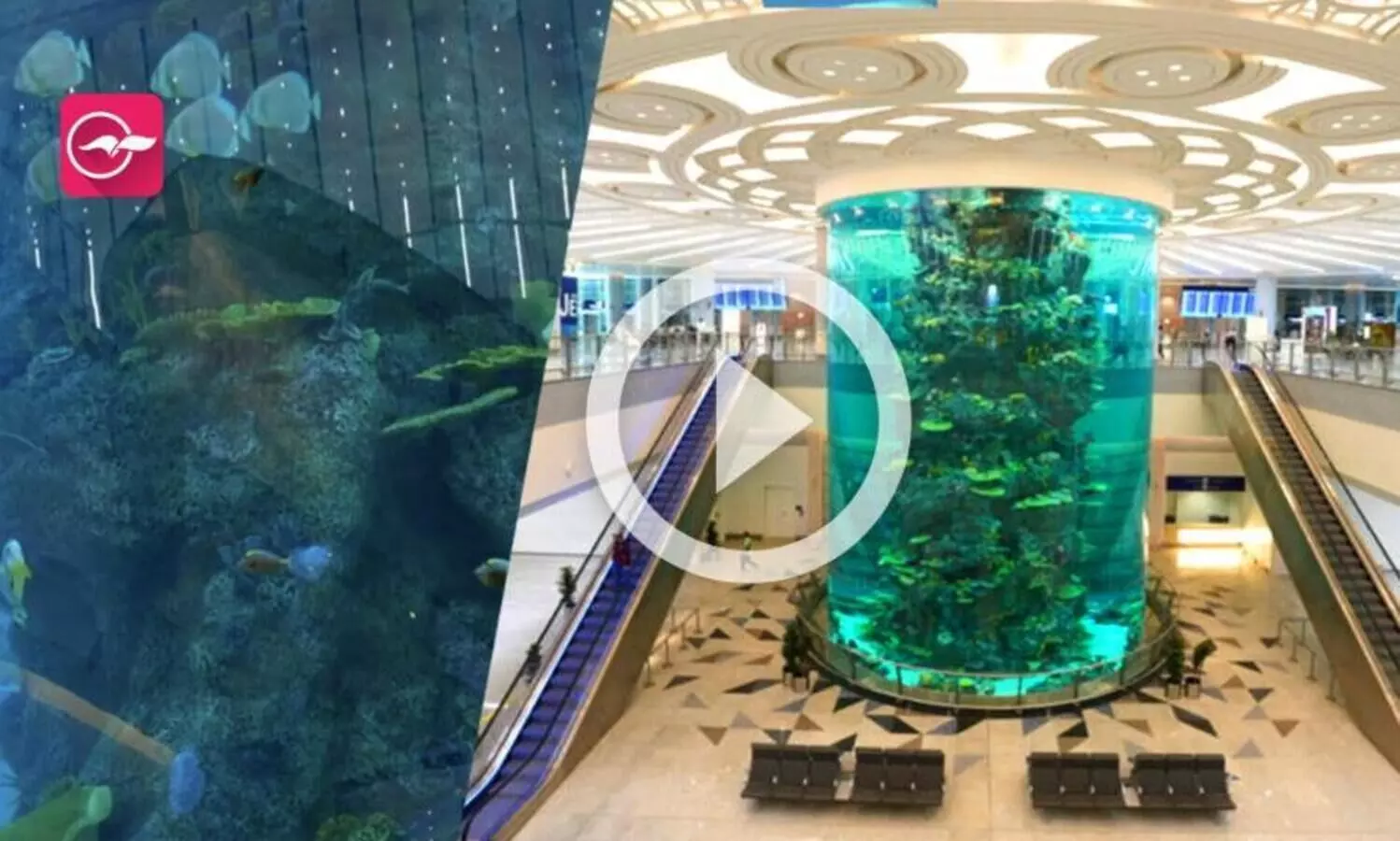 ലോകത്തിലെ ഏറ്റവും വലിയ എയർപോർട്ട് അക്വേറിയം കാണാം