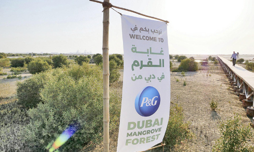 മരുഭൂമിക്ക്​ നടുവിൽ ദുബൈ കണ്ടൽക്കാടൊരുക്കുന്നു