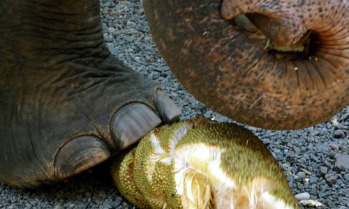 elephant eating jackfruit