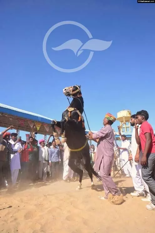 പുഷ്കർ മേളയിലെ ആ വെല്ലുവിളി പുഷ്കർ മേളയിലെ ആ വെല്ലുവിളി