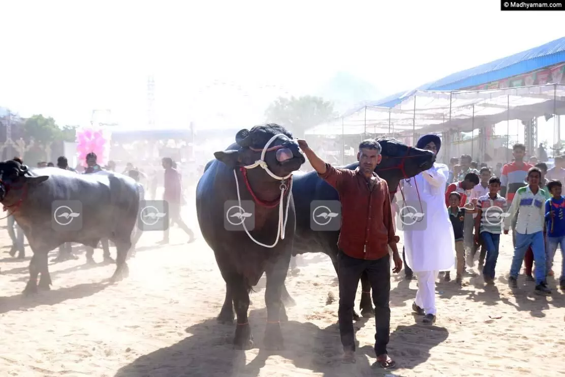 പുഷ്കർ മേളയിലെ ആ വെല്ലുവിളി പുഷ്കർ മേളയിലെ ആ വെല്ലുവിളി