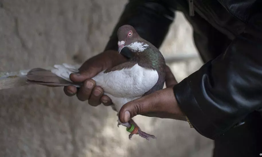 FIR against pigeon caught carrying suspicious