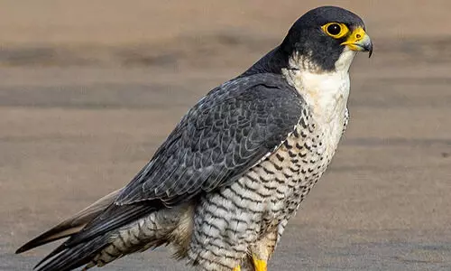 ശൈഖ് സായിദ് ഫാൽക്കൻ റിലീസ് പ്രോഗ്രാം