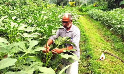 സമ്മിശ്ര ജൈവകൃഷിയിലൂടെ വിജയഗാഥ രചിച്ച് അബ്​ദുല്‍ അസീസ്