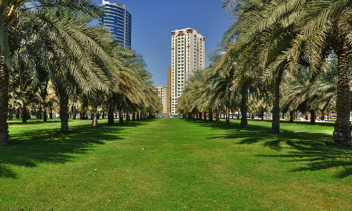 ഷാ​ര്‍ജ നഗരത്തി​ലു​ണ്ടൊ​രു ഈ​ന്ത​പ്പ​ന​ക്കാ​ട്