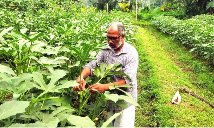 സമ്മിശ്ര ജൈവകൃഷിയിലൂടെ വിജയഗാഥ രചിച്ച് അബ്​ദുല്‍ അസീസ്