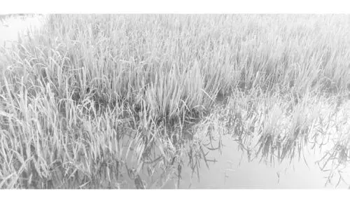 paddy field