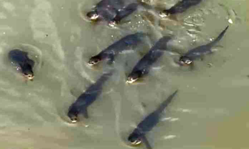 ഇ​രു​വ​ഴി​ഞ്ഞി​പ്പു​ഴ​യി​ൽ നീർനായ്​ശല്യം രൂക്ഷം