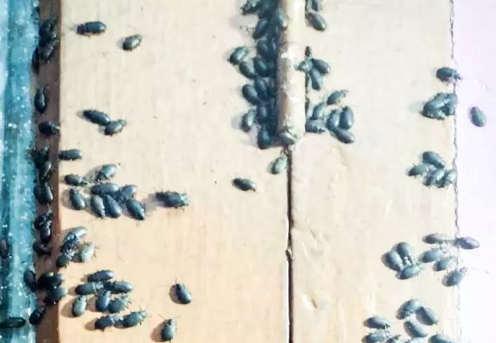 Black fleas Black fleas