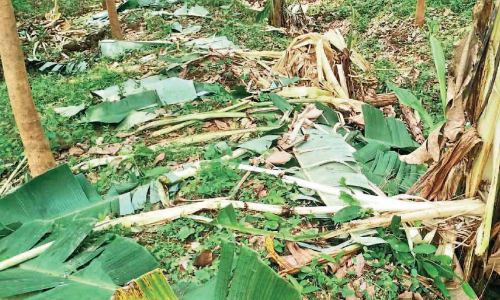 wild elephant attack; plants collapsed