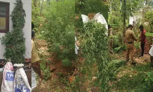 വീട്ടുവളപ്പിൽ 71 കഞ്ചാവ്​ ചെടികൾ കൃഷി ചെയ്​തയാൾ അറസ്റ്റിൽ