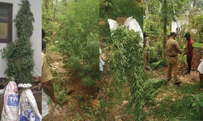 വീട്ടുവളപ്പിൽ 71 കഞ്ചാവ്​ ചെടികൾ കൃഷി ചെയ്​തയാൾ അറസ്റ്റിൽ