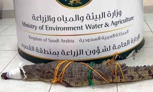 ബു​റൈ​ദ​യി​ൽ പി​ടി​കൂ​ടി​യ മു​ത​ല​യെ വ​ന്യ​ജീ​വി​ കേ​ന്ദ്ര​ത്തി​ന്​ കൈ​മാ​റി