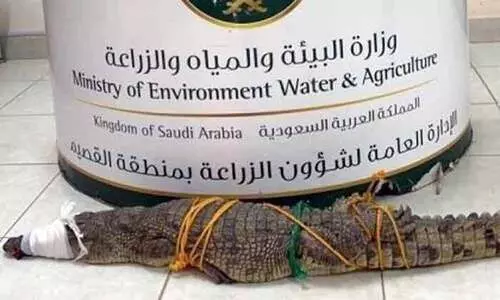 ബു​റൈ​ദ​യി​ൽ പി​ടി​കൂ​ടി​യ മു​ത​ല​യെ വ​ന്യ​ജീ​വി​ കേ​ന്ദ്ര​ത്തി​ന്​ കൈ​മാ​റി