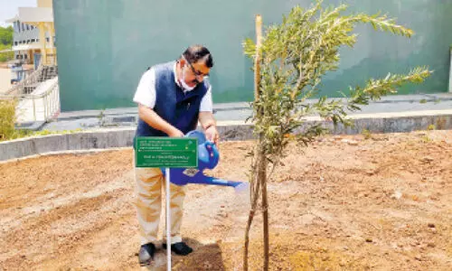 central uvty tree adoption