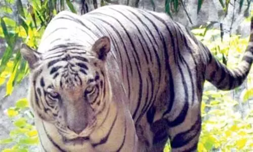 ഗർഭിണിയായ കടുവയെ ക്രൂരമായി കൊലപ്പെടുത്തി വേട്ടക്കാർ; പ്രതിഷേധവുമായി മൃഗസ്​നേഹികൾ