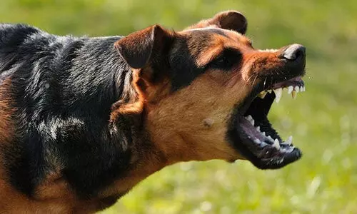 മാസ്​ക്​ ധരിക്കാത്തതിന്​ പിഴയിട്ട പൊലീസിനെ വളർത്തുനായയെ വിട്ട്​ കടിപ്പിച്ച്​ കടയുടമ