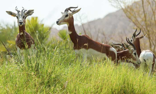 645 ന​വ​ജാ​ത മൃ​ഗ​ങ്ങ​ളെ സ്വീ​ക​രി​ച്ച് അ​ൽ ഐ​ൻ   മൃ​ഗ​ശാ​ല