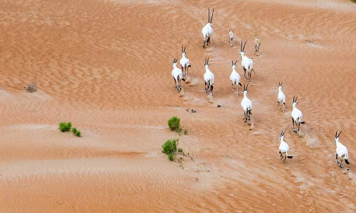 ഒ​റി​ക്സു​ക​ൾ ഓ​ടി ന​ട​ക്കു​ന്ന അ​റ​ബ്​ മ​രു​ഭൂ​മി