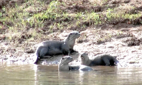 നീ​ർ​നാ​യ്​​ക്ക​ളെ തേ​ടി വ​നം​വ​കു​പ്പ് ഉ​ദ്യോ​ഗ​സ്ഥ​രെ​ത്തും