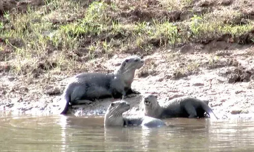 നീ​ർ​നാ​യ്​​ക്ക​ളെ തേ​ടി വ​നം​വ​കു​പ്പ് ഉ​ദ്യോ​ഗ​സ്ഥ​രെ​ത്തും