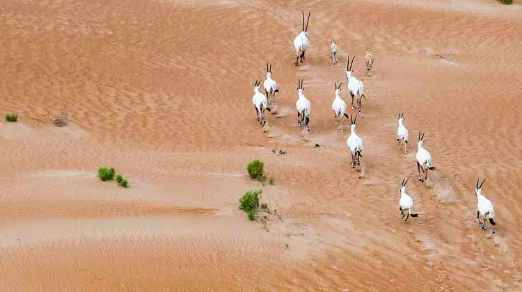 ഒ​റി​ക്സു​ക​ൾ ഓ​ടി ന​ട​ക്കു​ന്ന അ​റ​ബ്​ മ​രു​ഭൂ​മി