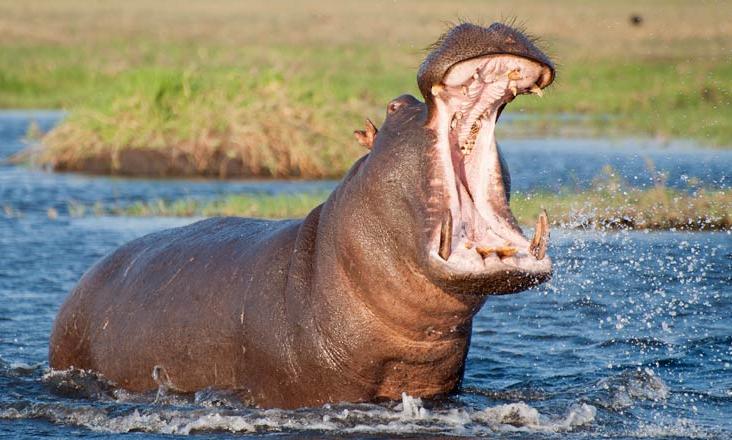 hippo hippo