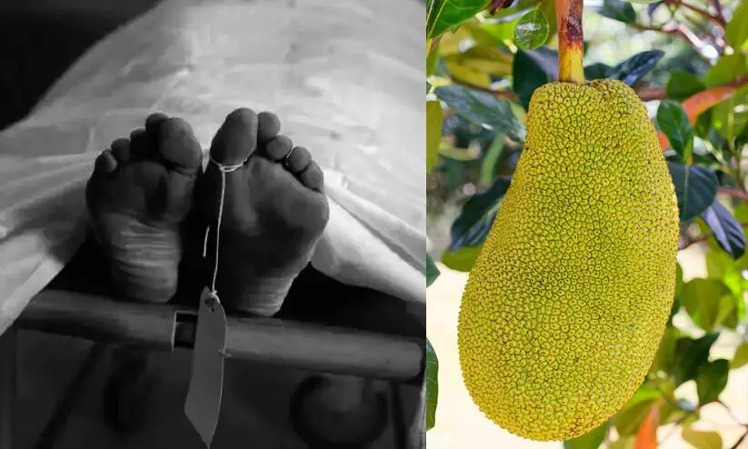 ചക്ക നെറ്റിയിൽ വീണ് ഏലത്തോട്ടം തൊഴിലാളി മരിച്ചു