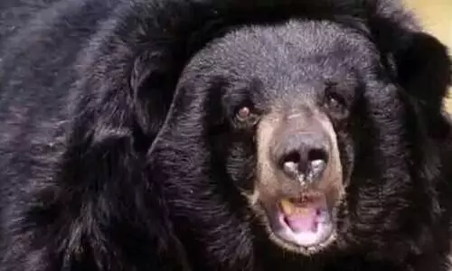 കൊല്ലത്ത്​ ക​ര​ടി​യു​ടെ ആ​ക്ര​മ​ണ​ത്തി​ൽ മ​ധ്യ​വ​യ​സ്​​ക​ന് ഗു​രു​ത​ര പ​രി​ക്ക്​