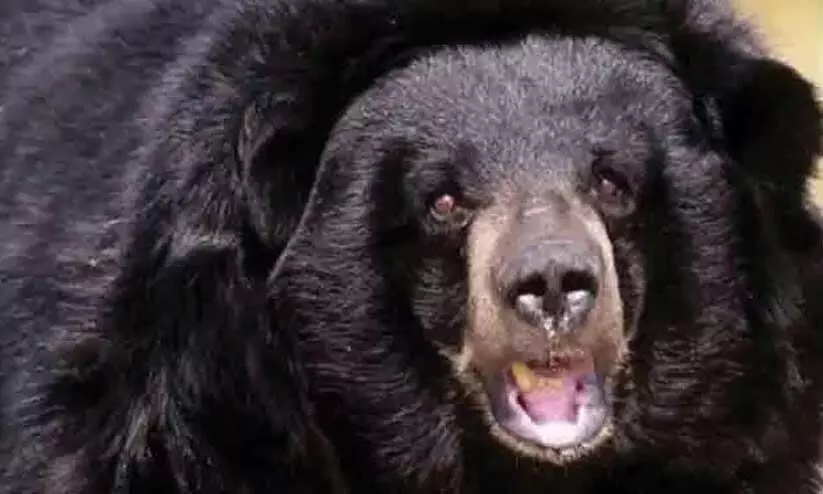 കൊല്ലത്ത്​ ക​ര​ടി​യു​ടെ ആ​ക്ര​മ​ണ​ത്തി​ൽ മ​ധ്യ​വ​യ​സ്​​ക​ന് ഗു​രു​ത​ര പ​രി​ക്ക്​