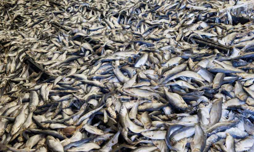 കോവിഡ്​ മറയാക്കി വിഷ മത്സ്യം; നശിപ്പിച്ചത്​ രണ്ട്​ ലക്ഷം കിലോ