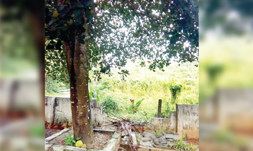 പൊലീസ് സ്​റ്റേഷ​െൻറ മതിൽ തകർത്ത്​ ആനക്കൂട്ടത്തിന്‍റെ ചക്ക മോഷണം